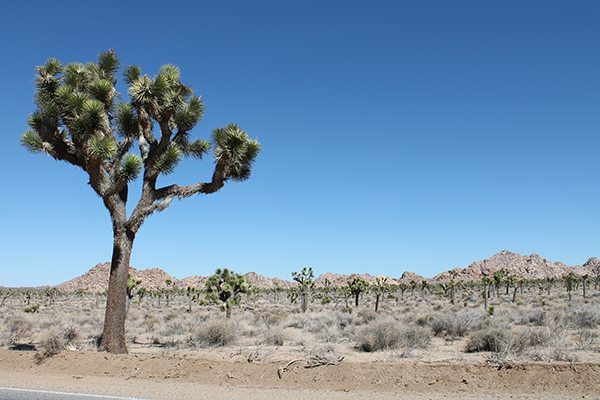 Desert Getaway: Palm Springs | Darling Magazine