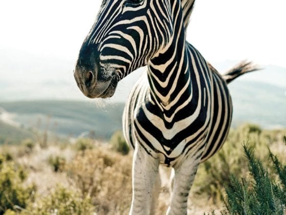 africa zebra