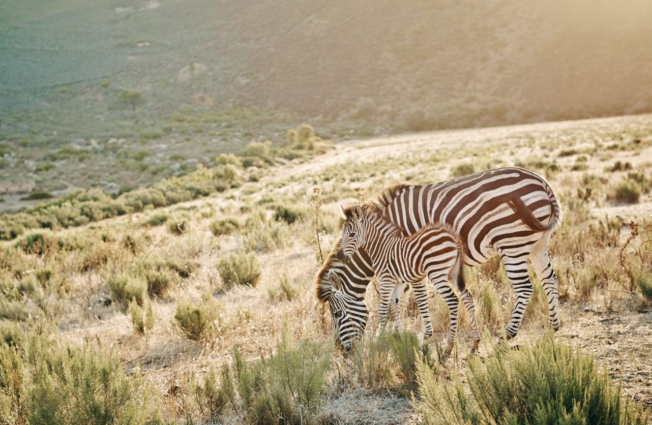 africa zebras