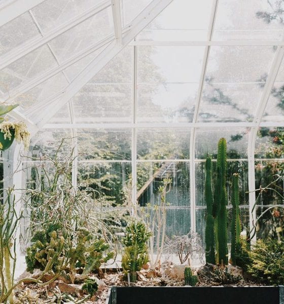 greenhouse jungle