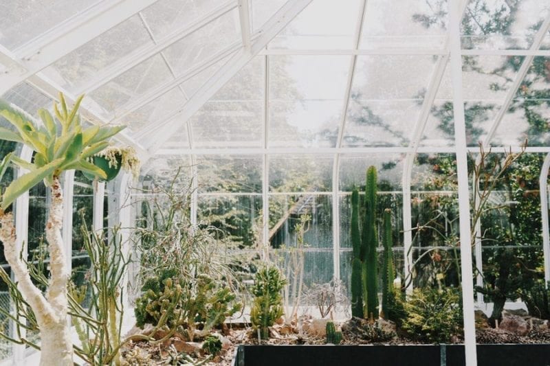 greenhouse jungle