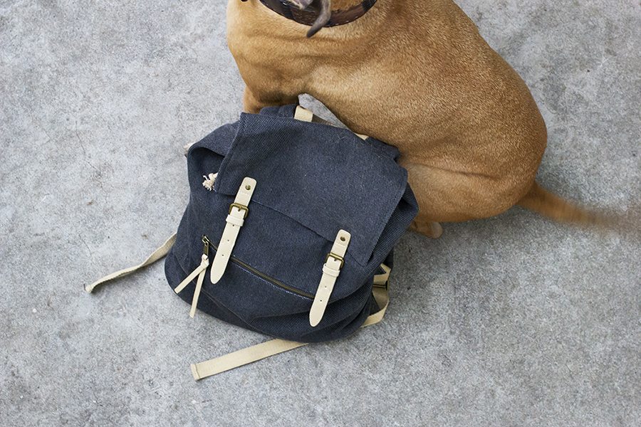 packing tips for dog travel