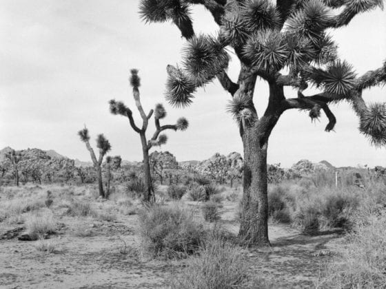 A black and white photo of a desert