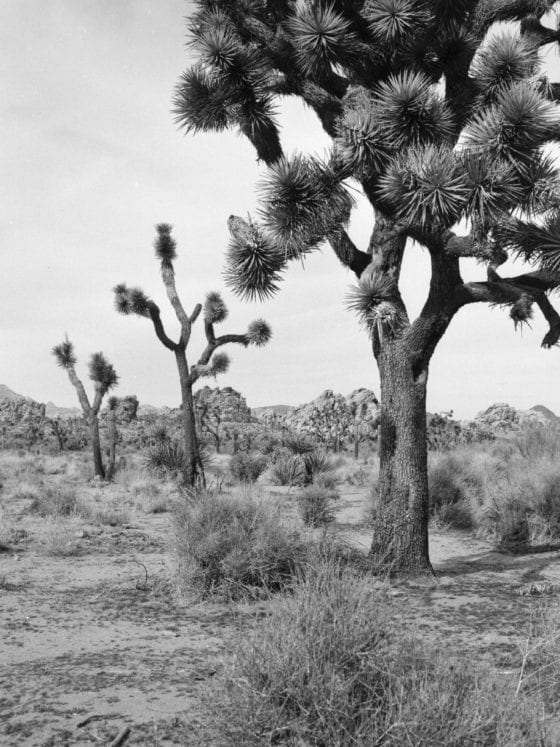 A black and white photo of a desert