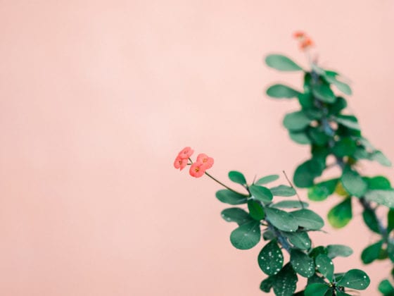 A picture of a pink plant with green leaves against a pink wall