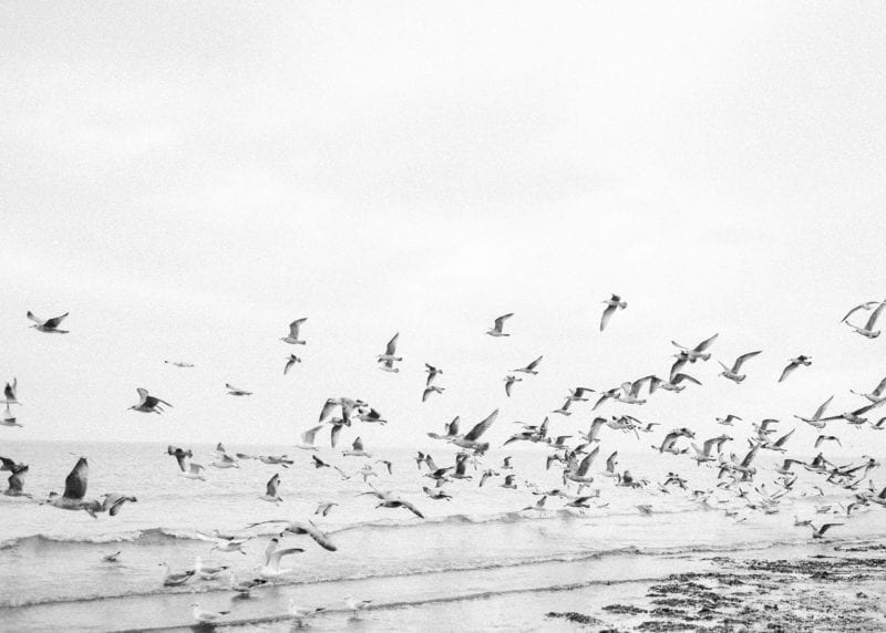 A picture of birds flying across a body of water