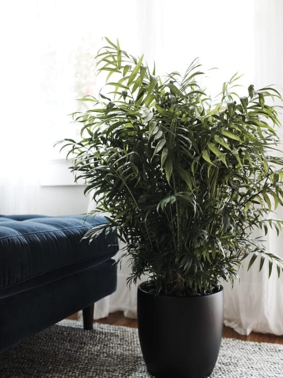 A potted plant at the foot of a couch