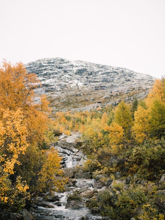 A picture of trees with yellow and orange leaves and snowcapped mountains in the distance