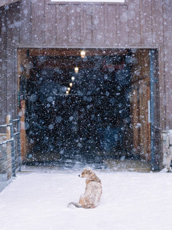 A dog seated outside a building in the snow