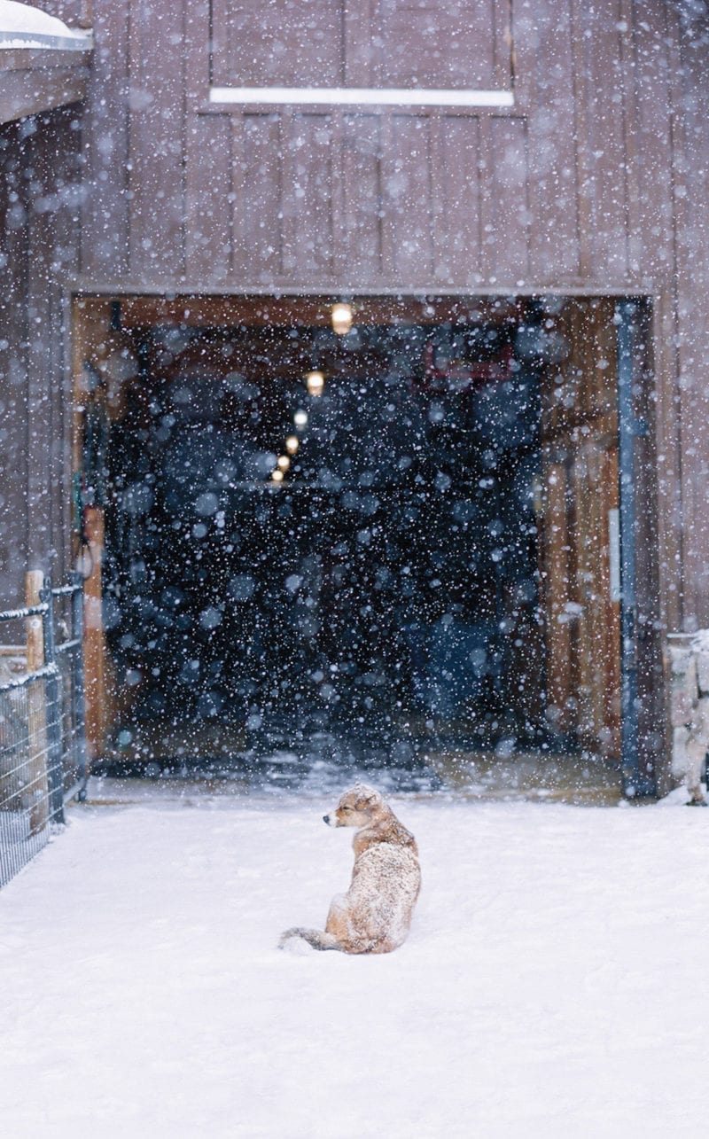 A dog seated outside a building in the snow
