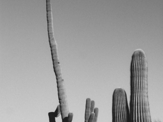 A black and white photo of cacti