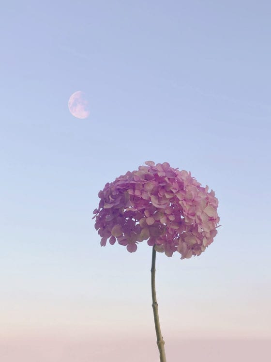 A photo of a plant with the moon in the background