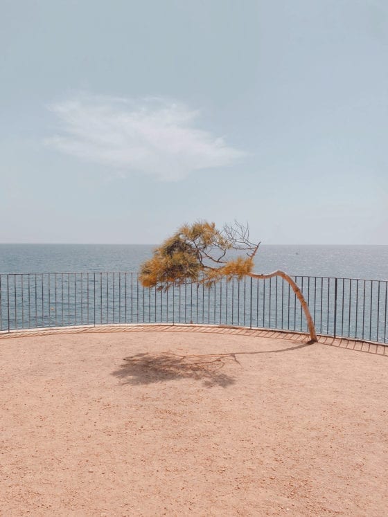 A bent tree leaning in the wind with the ocean over the ledge in the background