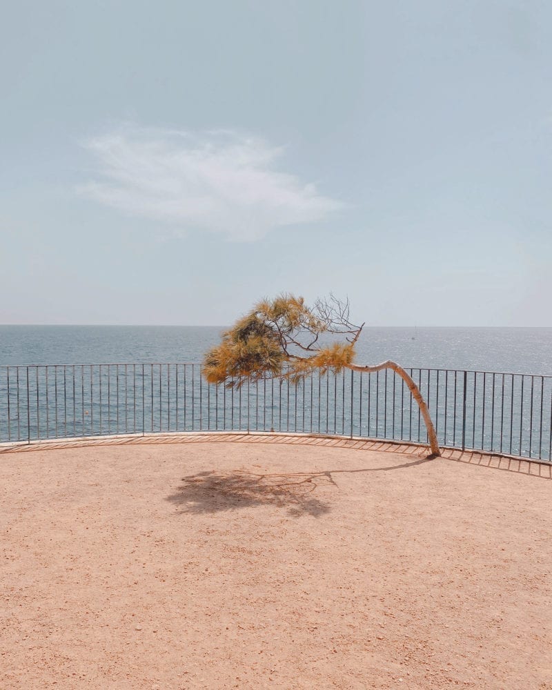 A bent tree leaning in the wind with the ocean over the ledge in the background