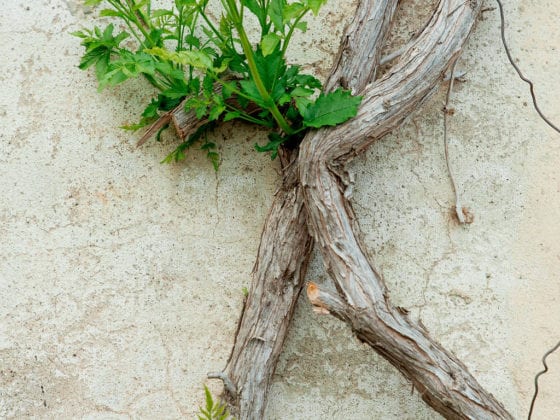 A picture of a tree branch growing alongside a wall