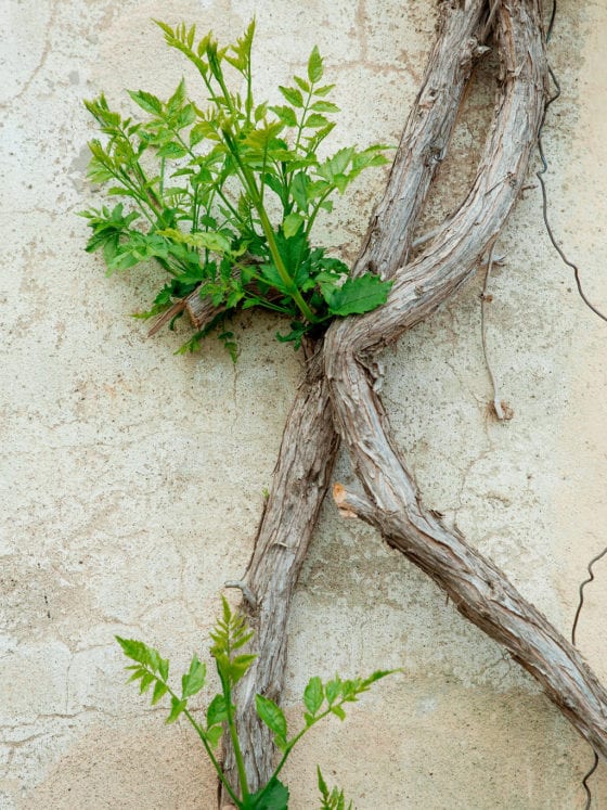 A picture of a tree branch growing alongside a wall